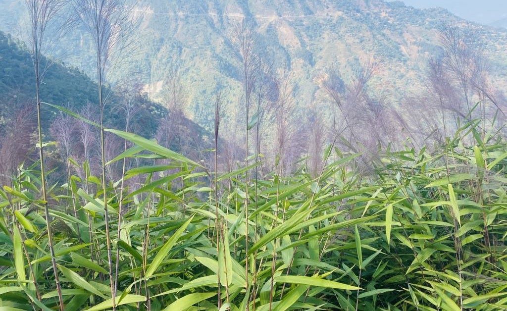 नवलपुरका पहाडी क्षेत्रका बासिन्दाका लागि अम्रिसो खेती आम्दानीको प्रमुख स्रोत बन्दै
